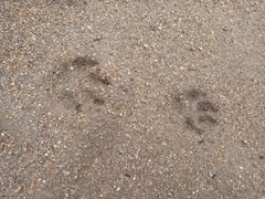 Nyctereutes procyonoides