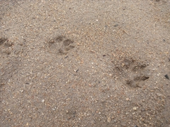 Nyctereutes procyonoides