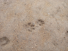 Nyctereutes procyonoides