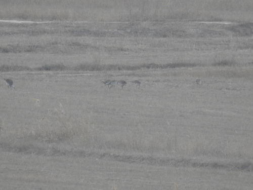 Great Bustard