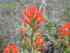 Castilleja latifolia