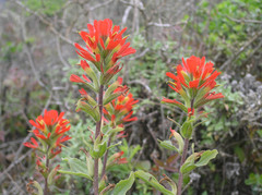 Castilleja latifolia