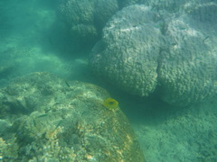 Chaetodon bennetti