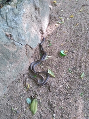Conophis vittatus