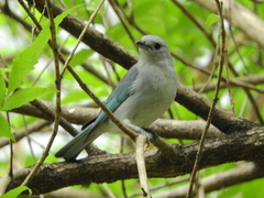 Thraupis sayaca