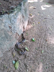 Conophis vittatus