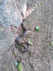 Conophis vittatus