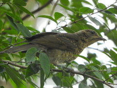 Turdus leucomelas