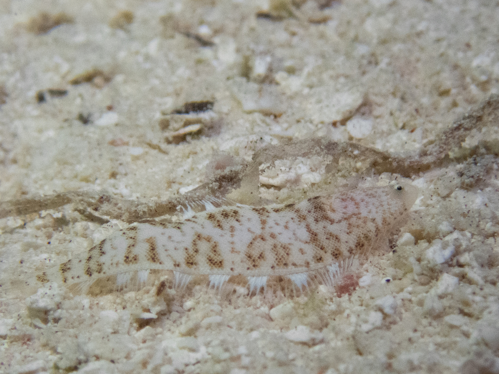 Shortheaded tonguesole (Cynoglossus kopsii) — Cynoglossidae