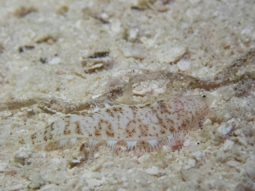Kops' Tongue Sole — seen at this dive site