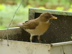 Turdus amaurochalinus