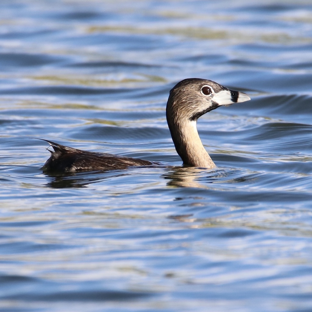 Pied-billed Grebe