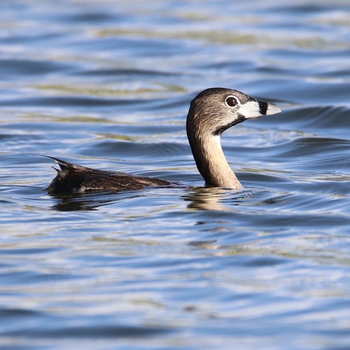 Pied-billed Grebe