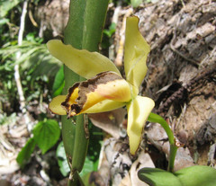 Cattleya luteola