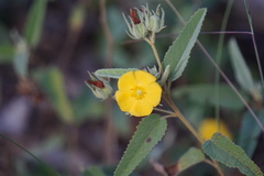 Melhania oblongifolia