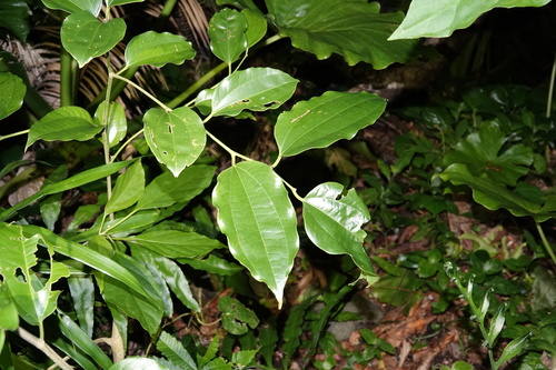Celtis philippensis observed 2025-08-21