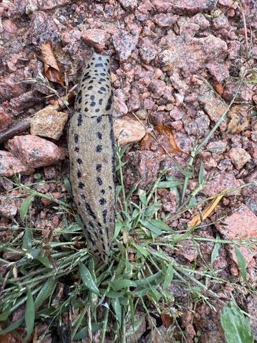 Limax maximus