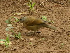 Turdus leucomelas