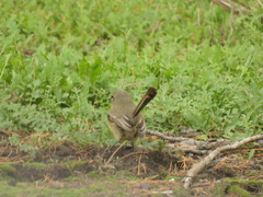 Stigmatura budytoides