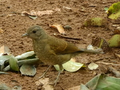 Turdus leucomelas