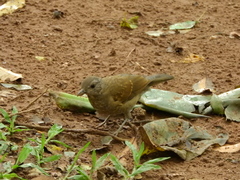 Turdus leucomelas