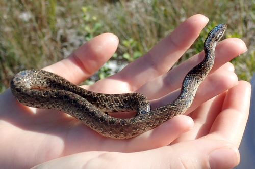 Photo of a Bahama-Wood Snake (curtus) (Tropidophis curtus)
