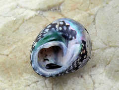 Chlorodiloma odontis