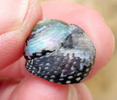 Chlorodiloma odontis