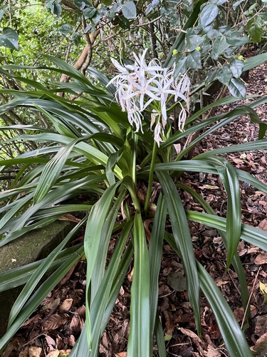 Crinum americanum