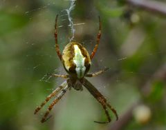 Novaranea queribunda