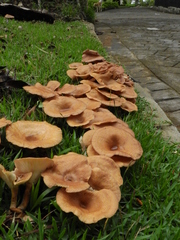 Agaricomycetes
