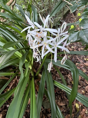 Crinum americanum