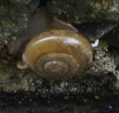 Dyakiidae