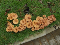 Agaricomycetes