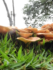 Agaricomycetes