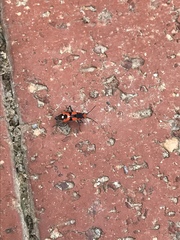 Melanerythrus mactans