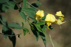 Crotalaria laburnifolia laburnifolia