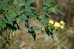 Crotalaria laburnifolia laburnifolia