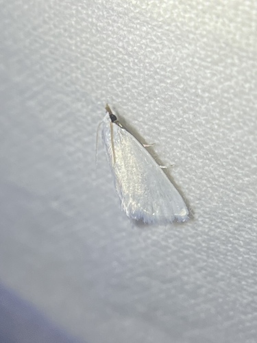 Leptosteges vestaliella photo 4
