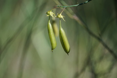 Crotalaria laburnifolia laburnifolia
