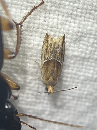 Strawberry Leafroller Moth photo 3