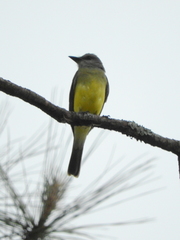 Tyrannus melancholicus