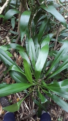 Cordyline fruticosa