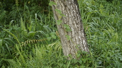 Calotes