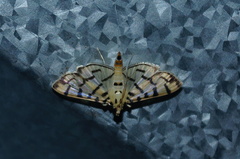 Dichocrocis sabatalis