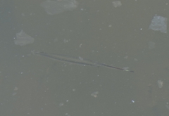 Zenarchopterus