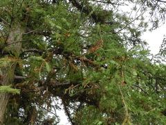 Araucaria