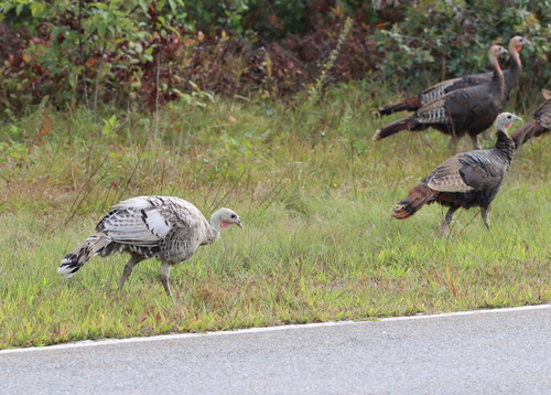 Wild Turkey photographed in Massachusetts