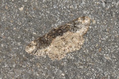 Parapholodes fuliginea