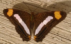 Adelpha iphicleola iphicleola